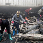Tuna workers at work in the hold of a vessel.