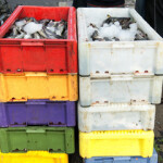 Norwegian and Russian authorities have agreed on a significantly lower catch limit for Barents Sea cod and haddock in 2022.