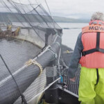 Bergen, Norway-headquartered Mowi ASA has been recognized by international farm animal welfare charity Compassion in World Farming (CIWF) for its leadership in the aquaculture sector, including being the first producer to make global welfare commitments on the rearing and slaughter of Atlantic salmon.