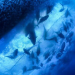 Regional fishery management organizations (RFMOs) that regulate Pacific bluefin tuna have moved closer to adopting a catch increase.