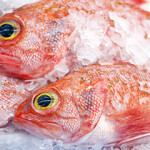 Redfish, also known as ocean perch, are the subject of a growing battle over future quotas in Eastern Canada.