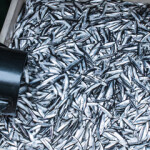 Northeast Atlantic coastal states have reached agreements on the total 2022 catches for mackerel, herring, and blue whiting.