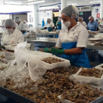 Mexican shrimp traders are still awaiting confirmation of the end of a U.S. embargo, but are now dealing with catch totals falling off by as much as 50 percent.