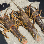 South African West Coast rock lobsters, which are the subject of a growing debate over the fishery's total allowable catch.