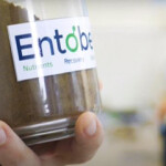 Vinh Hoan, Vietnam’s top pangasius company, has become the strategic partner of Entobel, a producer of insect-based aquafeed protein.