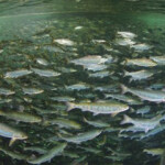 Huon Aquaculture shareholders have approved a takeover bid by JBS Australia, a subsidiary of Brazilian meatpacking giant JBS.