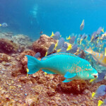 Ecuador will increase the area protecting the Galapagos Marine Reserve by 60,000 square kilometers.