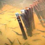 Tokyo, Japan-based International Mariculture Technology Engineering (IMTE) has developed a proprietary "Indoor Shrimp Production System.”