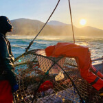 A crash in crab populations in the U.S. state of Alaska is being partially blamed on a mortality event scientists cannot fully explain.