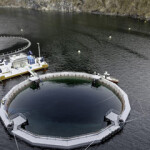 Hiddenfjord is performing sea trials of a new experimental salmon cage designed by Norwegian closed-cage specialist group FiiZK.