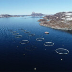 Demand for salmon and increased prices led Mowi to record third-quarter revenues.