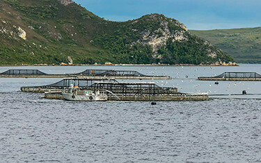 Australia's aquaculture operations will now be represented by a newly-minted Aquaculture Advisory Committee.