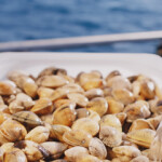 Nazaré, Portugal-based clam-farming firm Oceano Fresco has received EUR 6.1 million (USD 6.9 million) in investment, including from sustainable aquaculture investment fund Aqua-Spark.