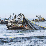 A group of Peruvian fishing boats catching anchovy.