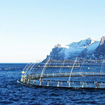 SalMar ASA harvested a record volume of salmon in Q3 2021.