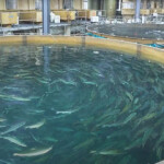 AquaBounty Technologies announced an underwritten public offering on Thursday, 18 November, with a plan to sell 11.2 million shares of common stock.