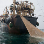 IFFO and SFP have formed a new roundtable group with the goal of improving data on fisheries in West Africa.