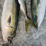 Japan is aiming to increase exports of yellowtail – the country’s largest finfish export by value – but the efforts to increase exports are coinciding with increasing competition in other countries.