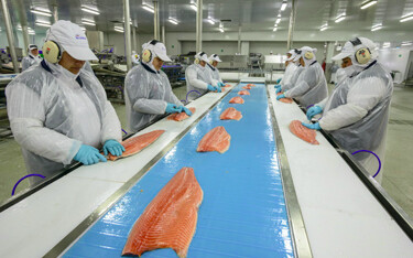 Blumar employees working at a salmon-processing plant.