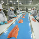 Santiago, Chile-based fishing and salmon-​farming firm Blumar, which recently announced positive third-quarter 2021 results, has sold its 45 percent shareholding in Frigorífico Pacífico.