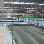 Shareholders of troubled Chinese aquaculture firm Sino Agro Food are seeking to have a temporary receiver appointed to oversee the firm’s operations.