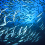 The Western and Central Pacific Fisheries Commission (WCPFC) 2021 meeting begins 29 November, as it faces the expiration of its Tropical Tuna Measure guiding fishing controls for bigeye, skipjack, and yellowfin tuna in its jurisdiction.