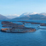 It is estimated that Scotland’s salmon farmers will produce 217,000 metric tons (MT) of fish in 2021.
