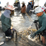 Shrimp prices in Thailand surged in November as a result of lower supply, according to Bangkok, Thailand-based seafood trader Siam Canadian Group.