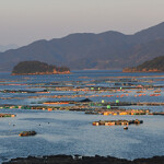 Yellowtail aquaculture efforts in Japan will be hampered by a shortage of fingerlings