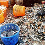 The New England Fishery Management Council has signed off on fishing year specifications for the region’s cod and scallop fisheries, with cuts to both due to lower biomass.