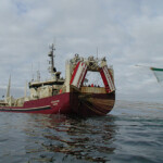 Thanks to a tripling of the herring catch, the Icelandic fishing fleet landed 96,639 metric tons (MT) of wild-capture fish and shellfish in November 2021.