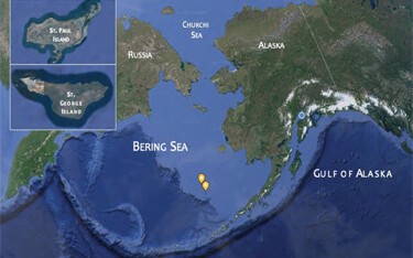 The Unangax (Aleut) community of St. Paul Island and St. George Island.