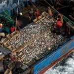 There’s been a huge increase in the output and earnings of China’s distant-water fleet since 2010 – but the fast pace of the sector’s growth may be over.