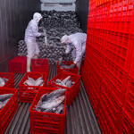Workers load frozen skipjack tuna onto a transport truck.