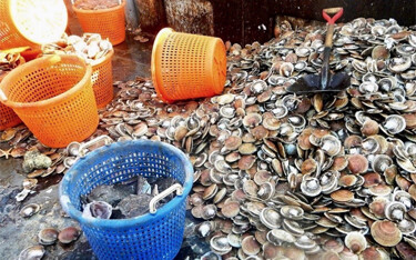 The Christmas season demand for fresh seafood is giving another jolt to Atlantic sea scallop prices.