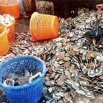 The Christmas season demand for fresh seafood is giving another jolt to Atlantic sea scallop prices.