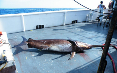 Low production, the ongoing COVID-19 health and economic crisis, and a flood of product from Canada are depressing the U.S. commercial swordfish market in the Gulf of Mexico and South Atlantic.