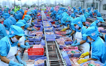 Vietnam’s seafood export value was the highest ever recorded in November, with sales to most of the country’s major markets increasing.