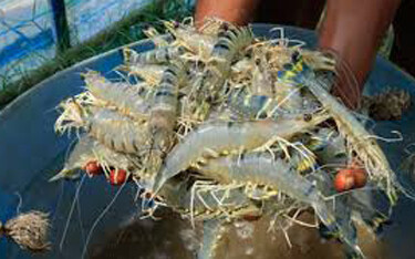 Pakistan has announced a plan to spend PKR 6 billion (USD 33.6 million, EUR 29.7 million) for developing climate-resilient shrimp farming across the country.