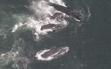 A joint effort by U.S. and Canadian researchers confirmed that about 40 percent of the highly endangered North Atlantic right whale population now spends summer months in the Gulf of Saint Lawrence, following a decade-long shift in the whales’ habitat patterns.