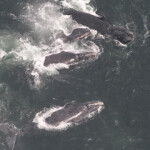 A joint effort by U.S. and Canadian researchers confirmed that about 40 percent of the highly endangered North Atlantic right whale population now spends summer months in the Gulf of Saint Lawrence, following a decade-long shift in the whales’ habitat patterns.