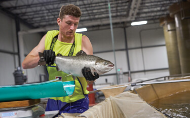 AquaBounty CEO Sylvia Wulf sent a letter to the Maynard, Massachusetts, U.S.A.-based company’s shareholders on Tuesday, 11 January, projecting growth from the company’s investment in genetically engineered salmon.