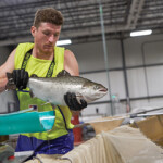 AquaBounty CEO Sylvia Wulf sent a letter to the Maynard, Massachusetts, U.S.A.-based company’s shareholders on Tuesday, 11 January, projecting growth from the company’s investment in genetically engineered salmon.