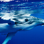A Pacific humpback whale swimming.