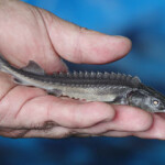 A new U.K.-based foundation established by some of the world’s foremost experts on sturgeon has the goal of protecting the species from a rise in the fraudulent marketing of caviar.