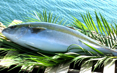 Japanese sushi chain Kura Sushi will deploy Umitron Cell automated fish-feeders at all of its aquaculture consignment sites.