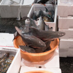 Blacktip sharks being weighed.