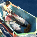 A fisherman wrangles a yellowfin tuna in a small boat.