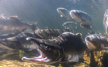 U.S. Rep. Jared Huffman (D-California) has reintroduced the Salmon Focused Investments in Sustainable Habitats Act.