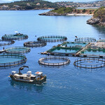 An ocean-based aquaculture operation.